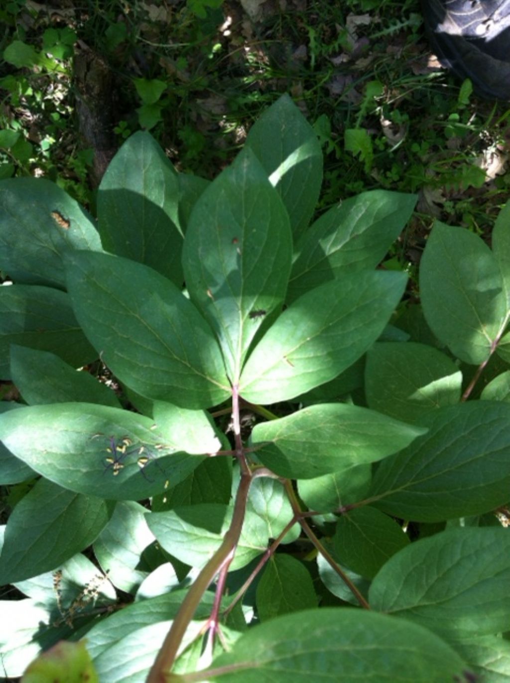 Paeonia mascula